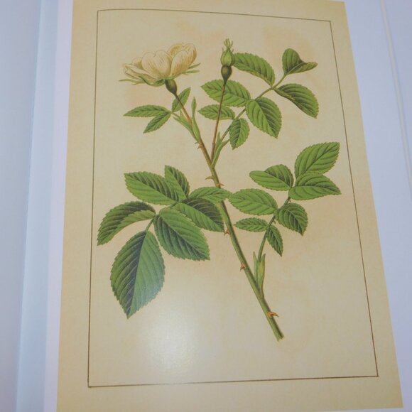 Instant Wall ART 45 Botanical Prints Vintage Illustrations For you Home - Picture 10 of 12